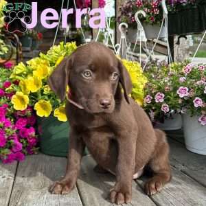 Jerra, Chocolate Labrador Retriever Puppy